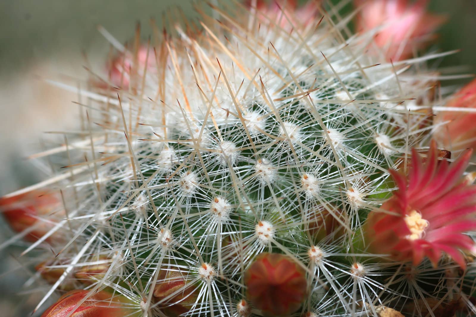top part of a flowering cactus plant