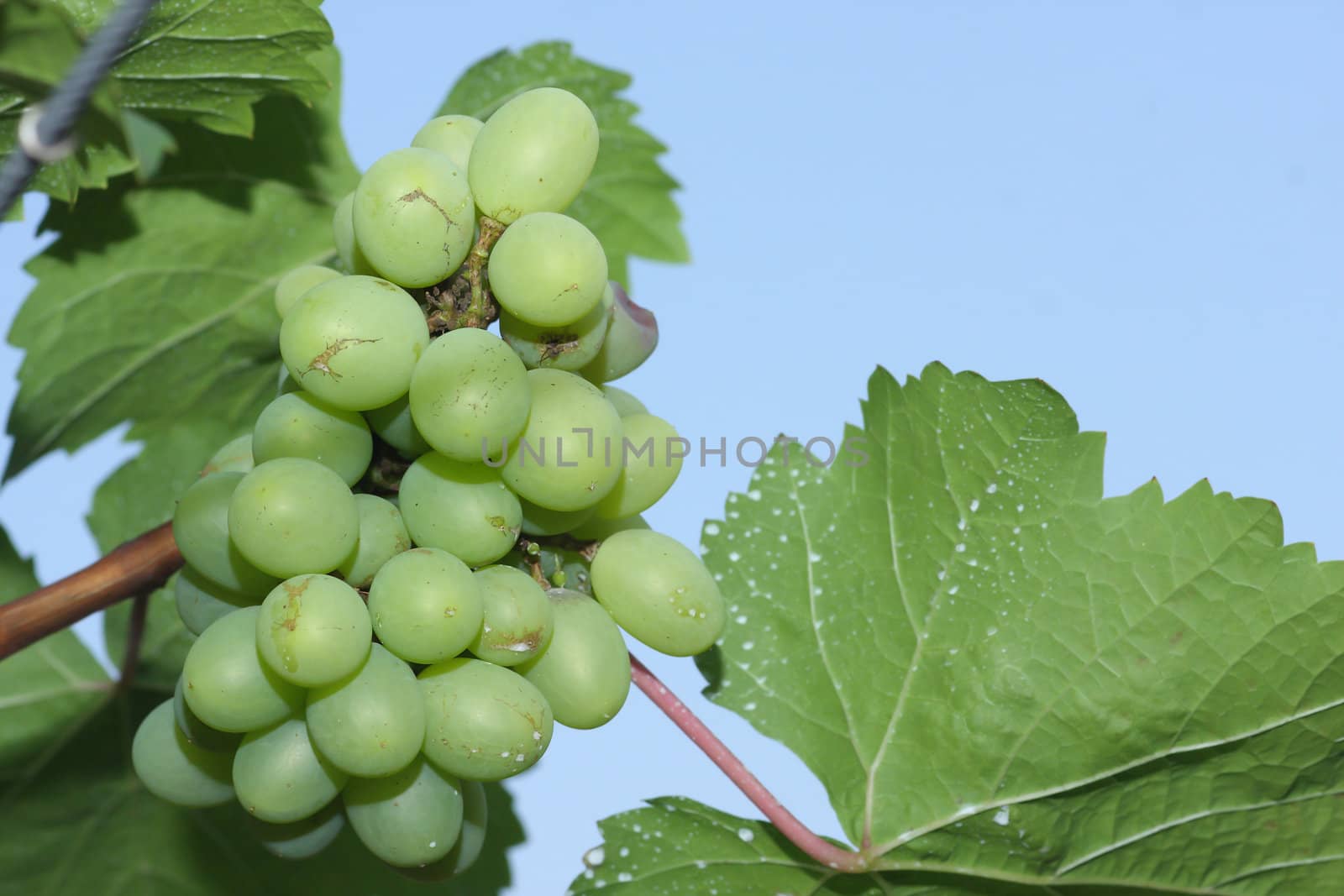 Green grapes close-up from a vineyard