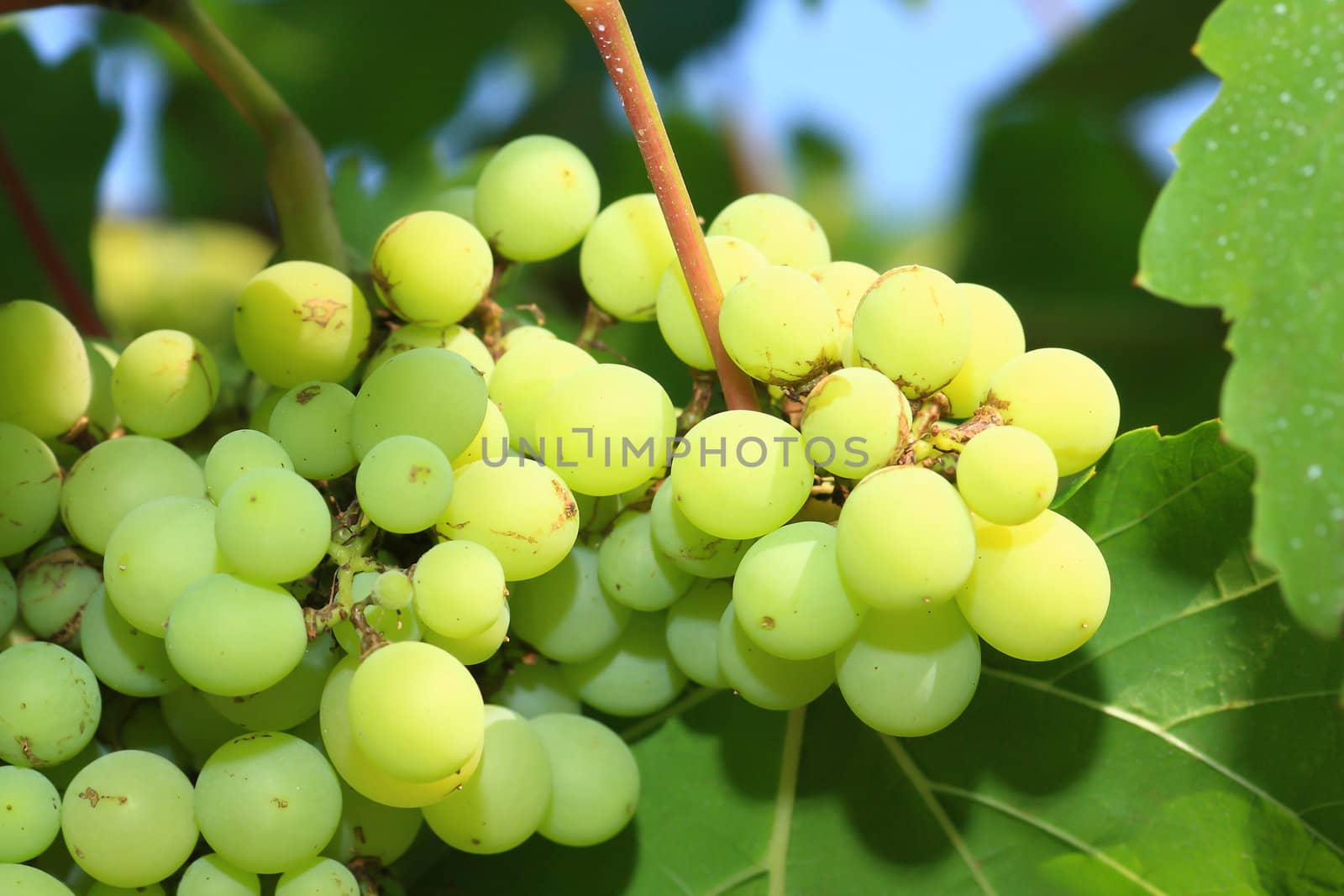 Green grapes close-up from a vineyard 
 by rufous