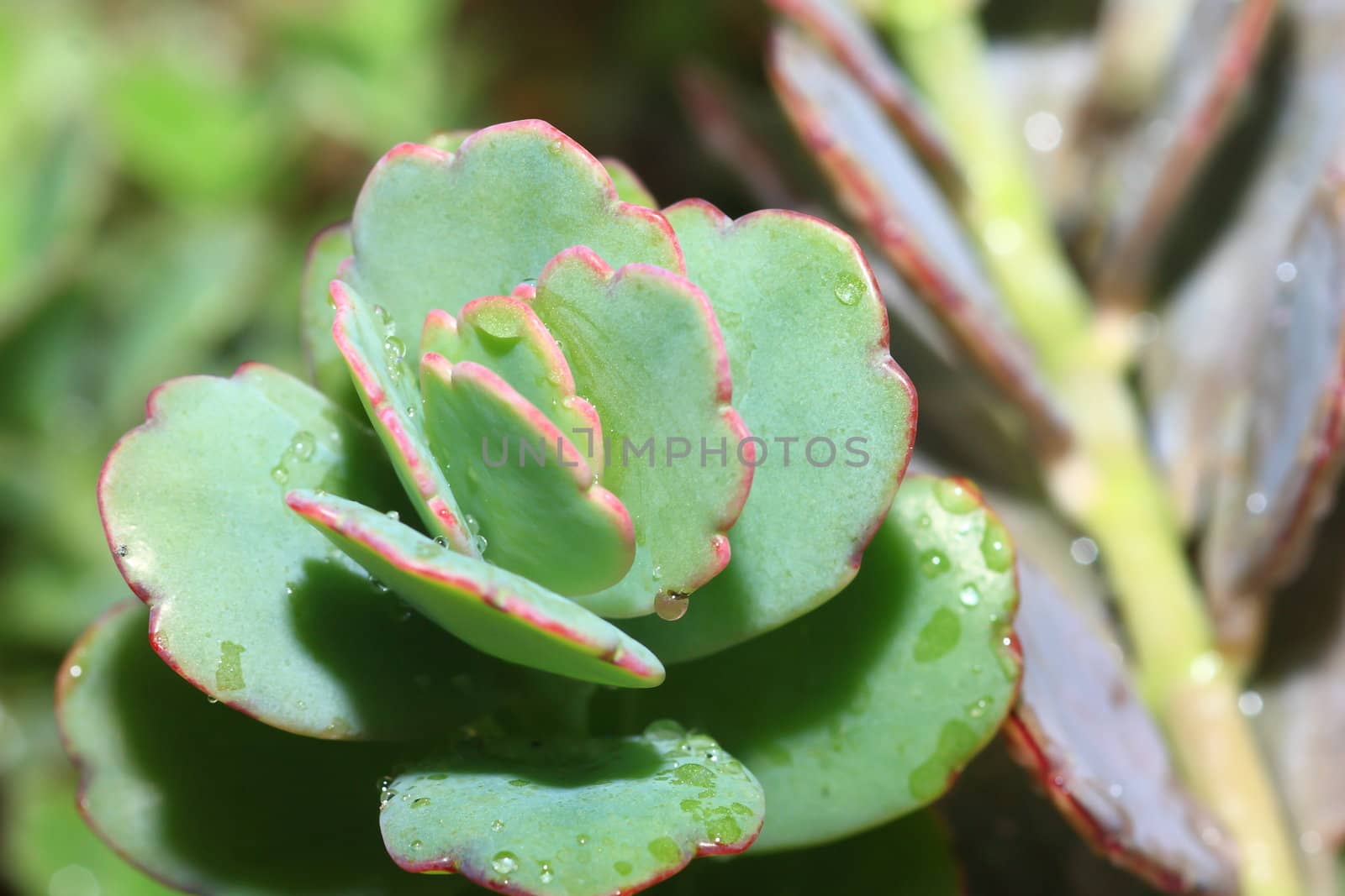 Top view of a cactus