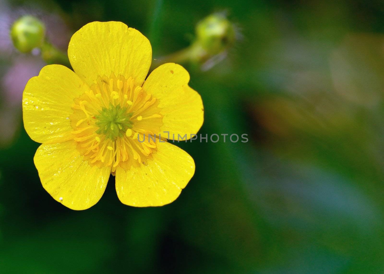 Buttercup Flower by brm1949