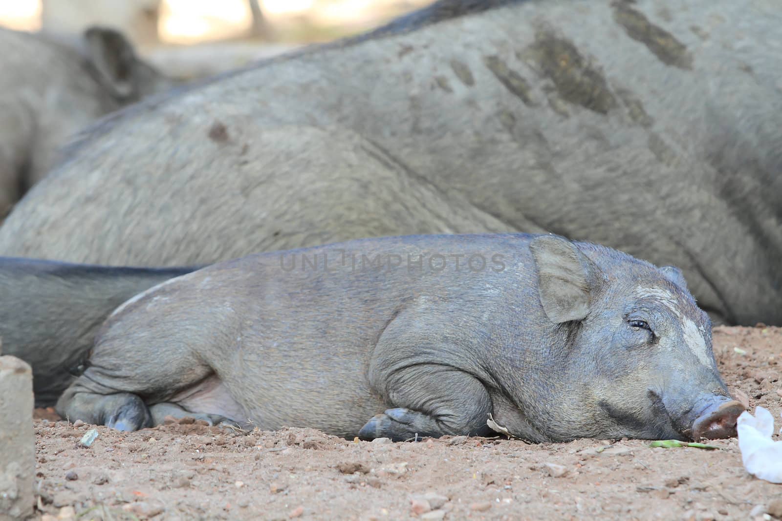 Wild boar sleeping by rufous