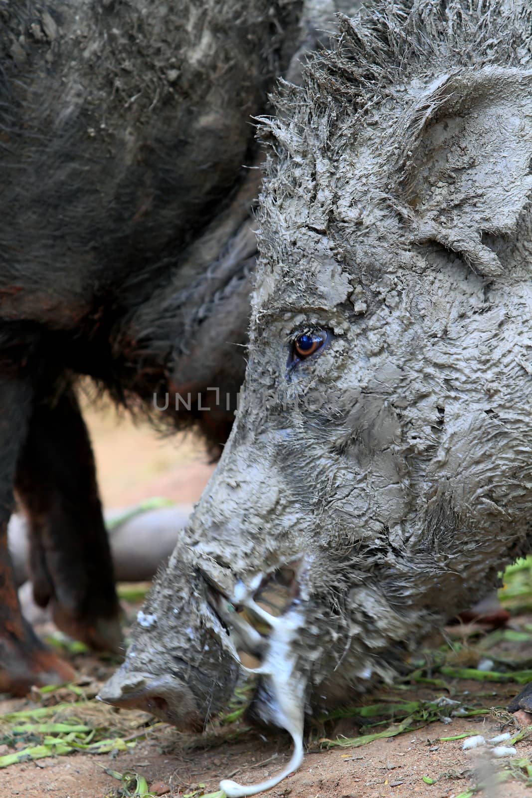 Wild boar by rufous