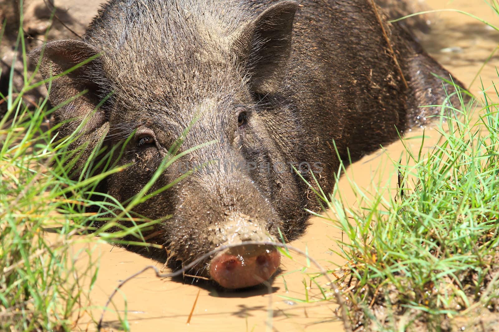 Wild boar feeding in mud