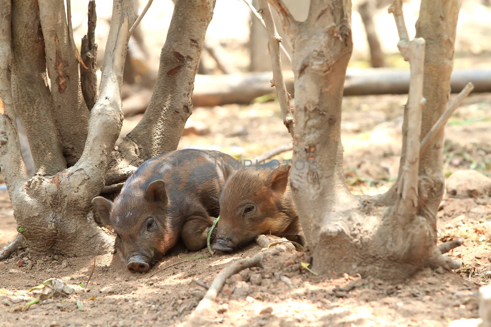 Young Wild boars