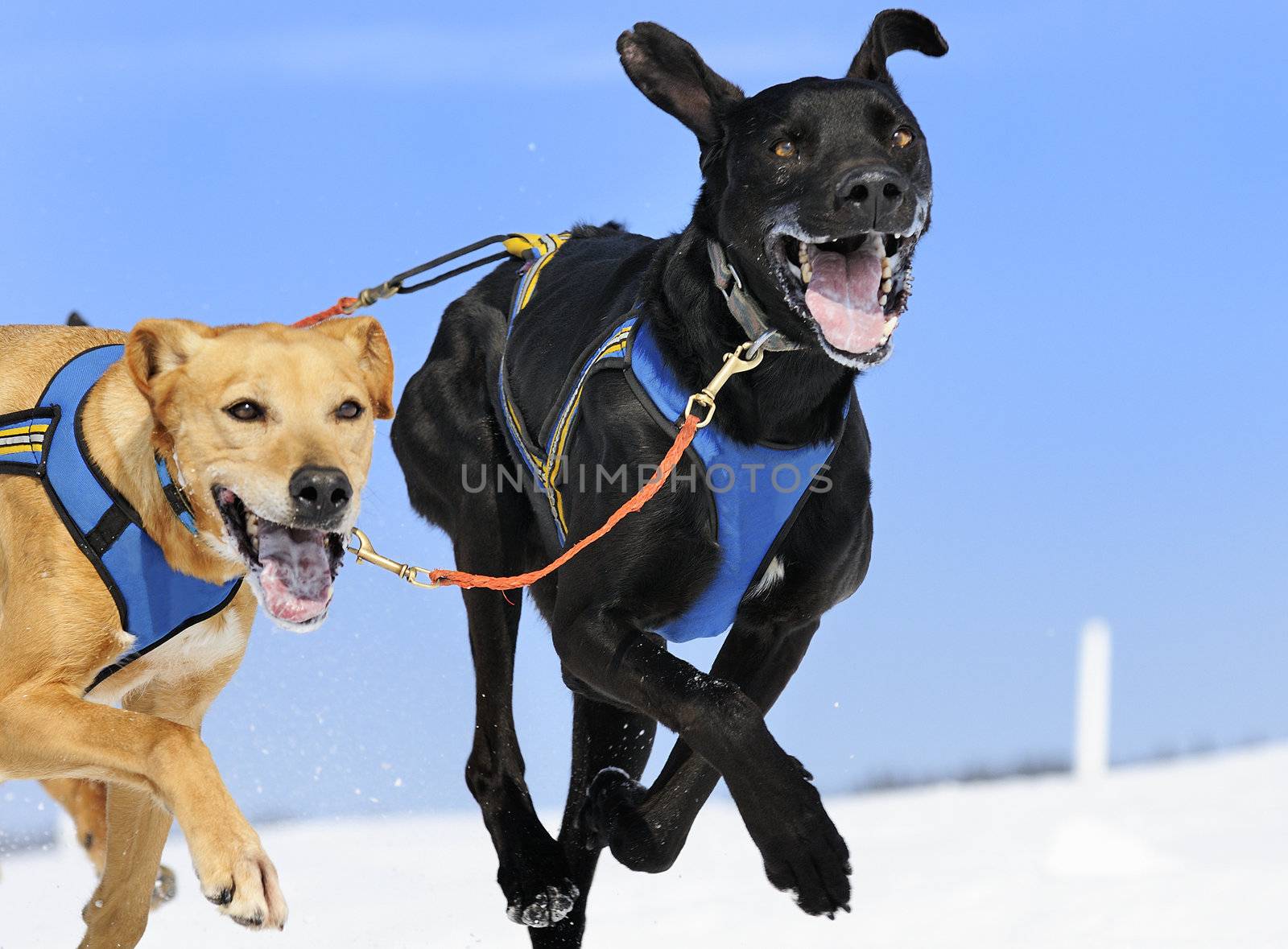 sportive dog team is running in the snow