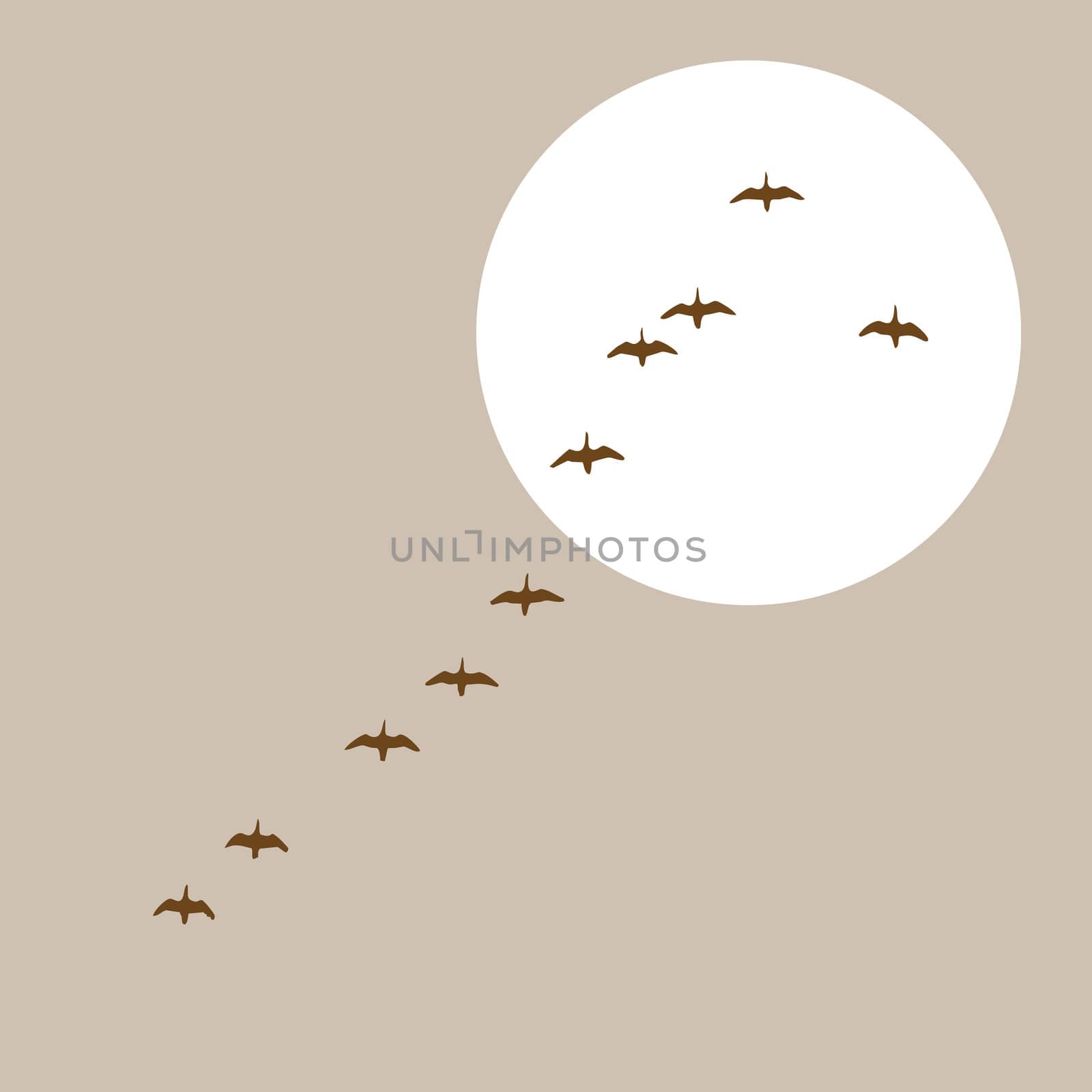 flying ducks silhouette on solar background by basel101658