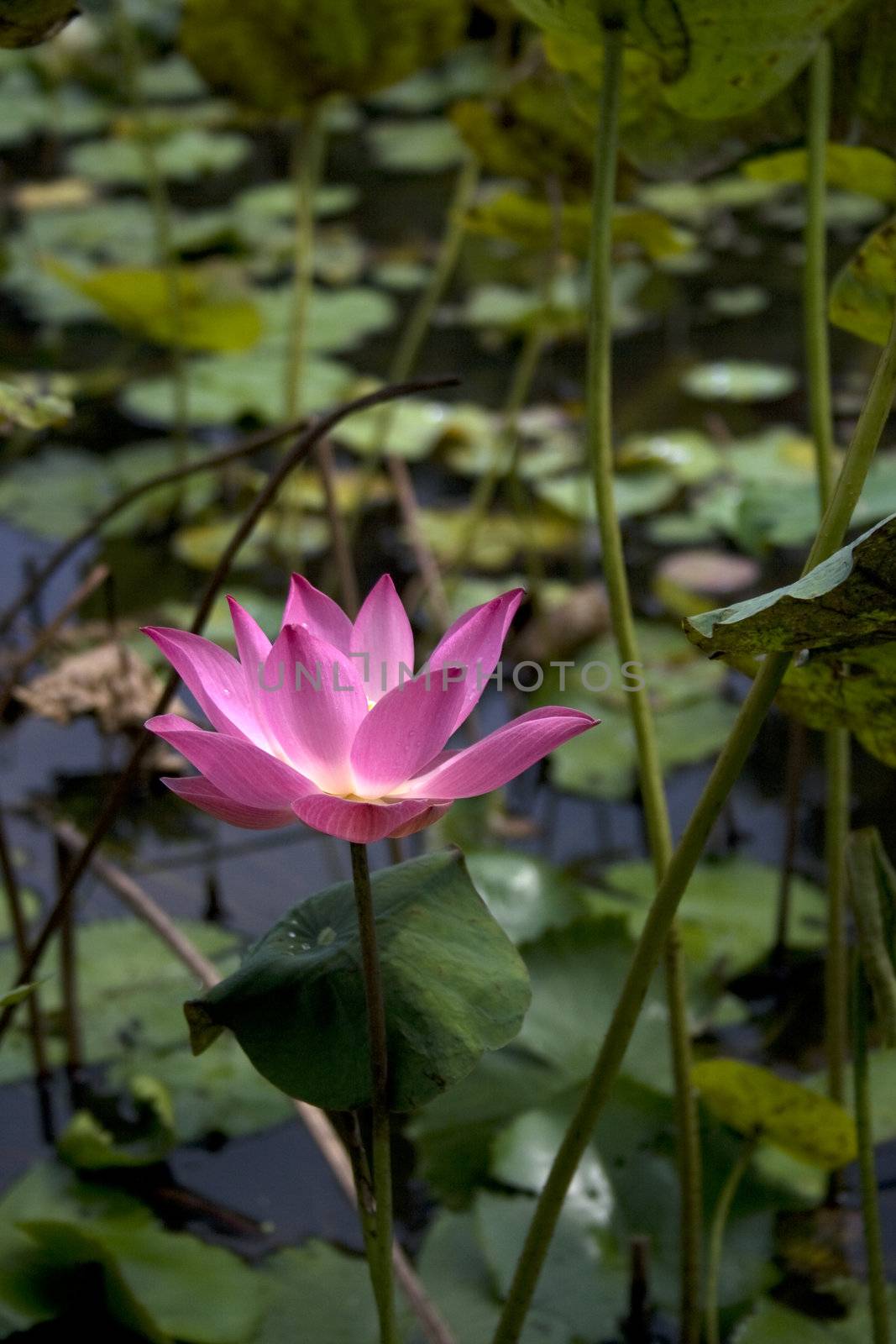 A Lotus with water drop found in a garden.