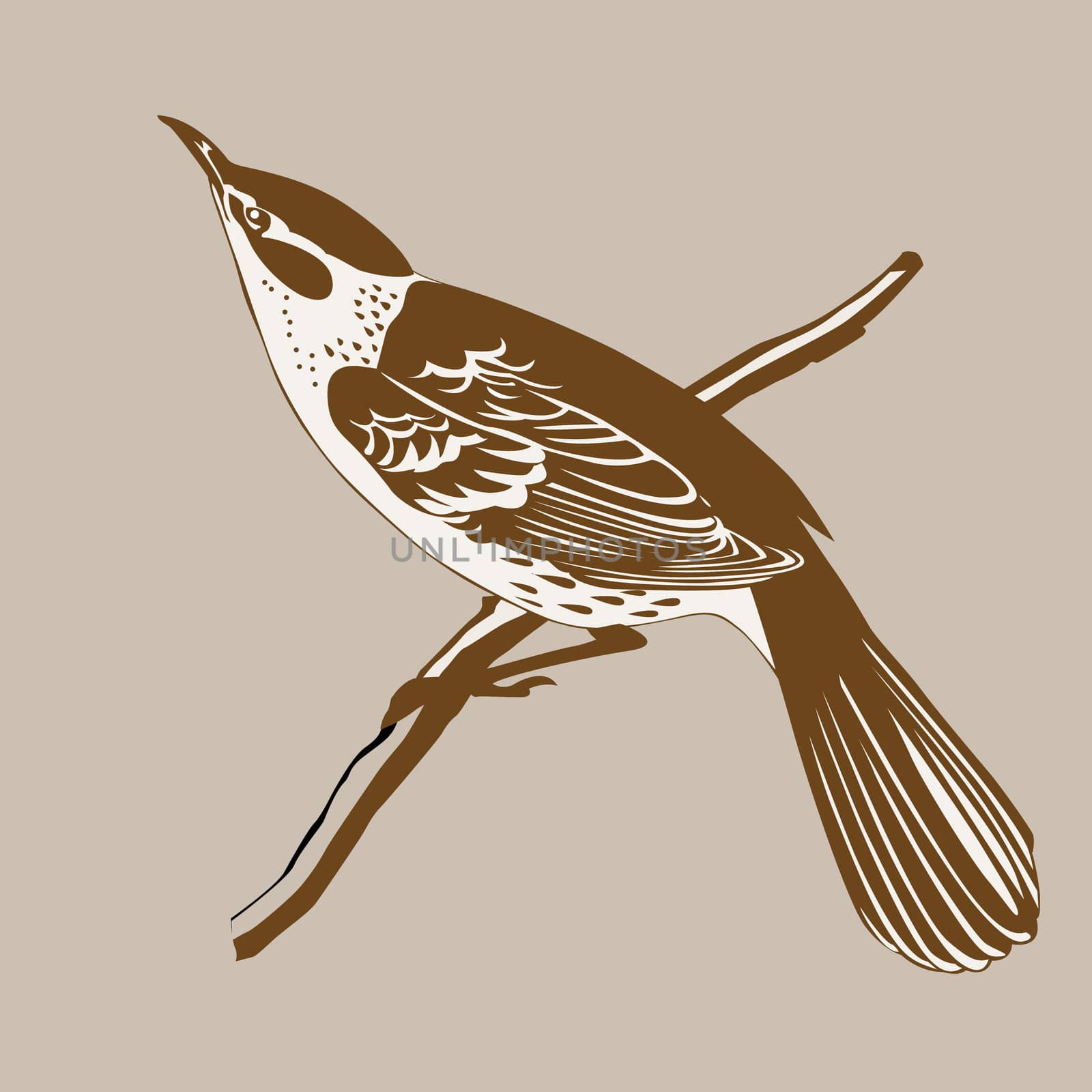thrush silhouette on brown background