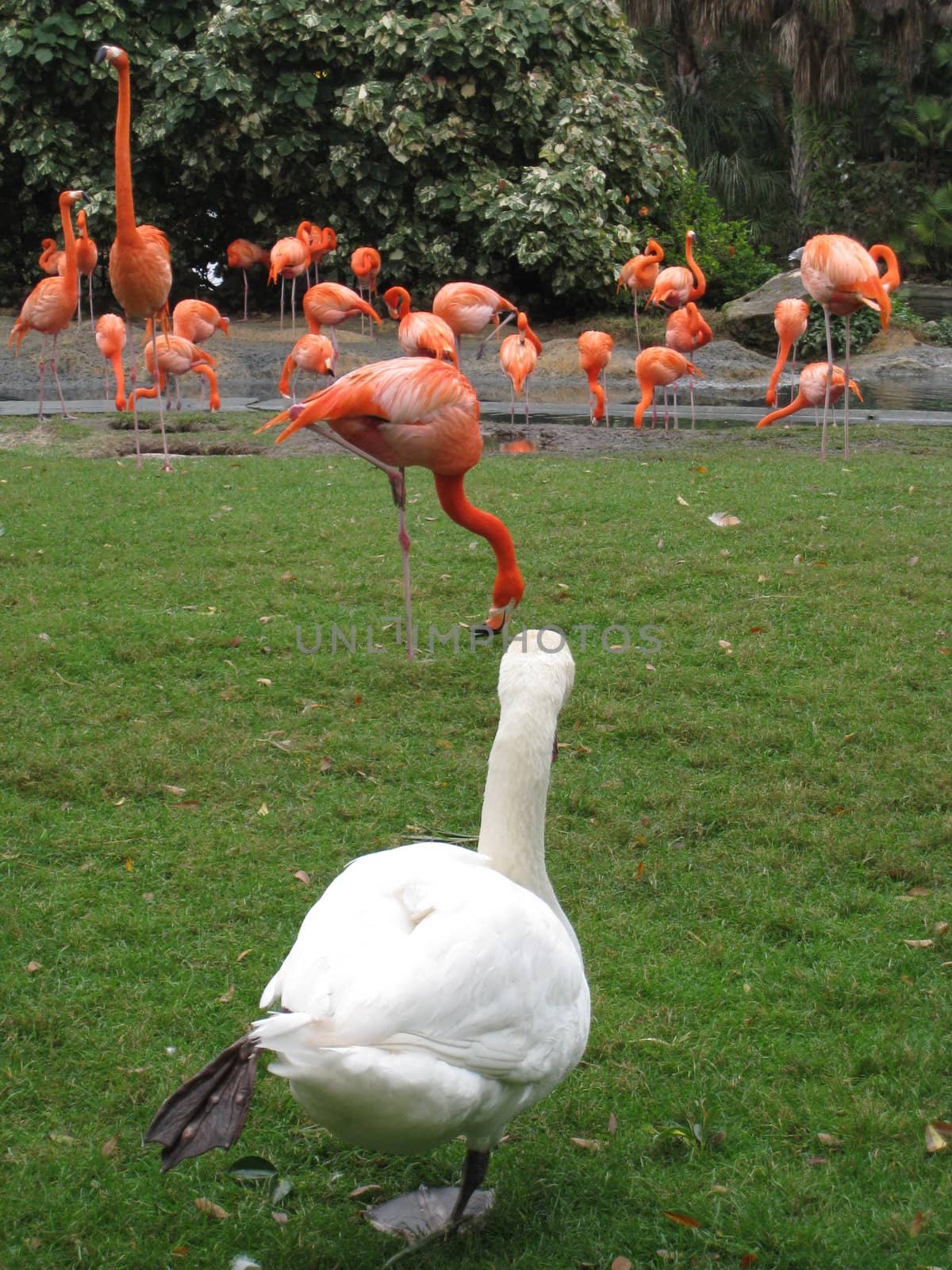 Flamingo Birds