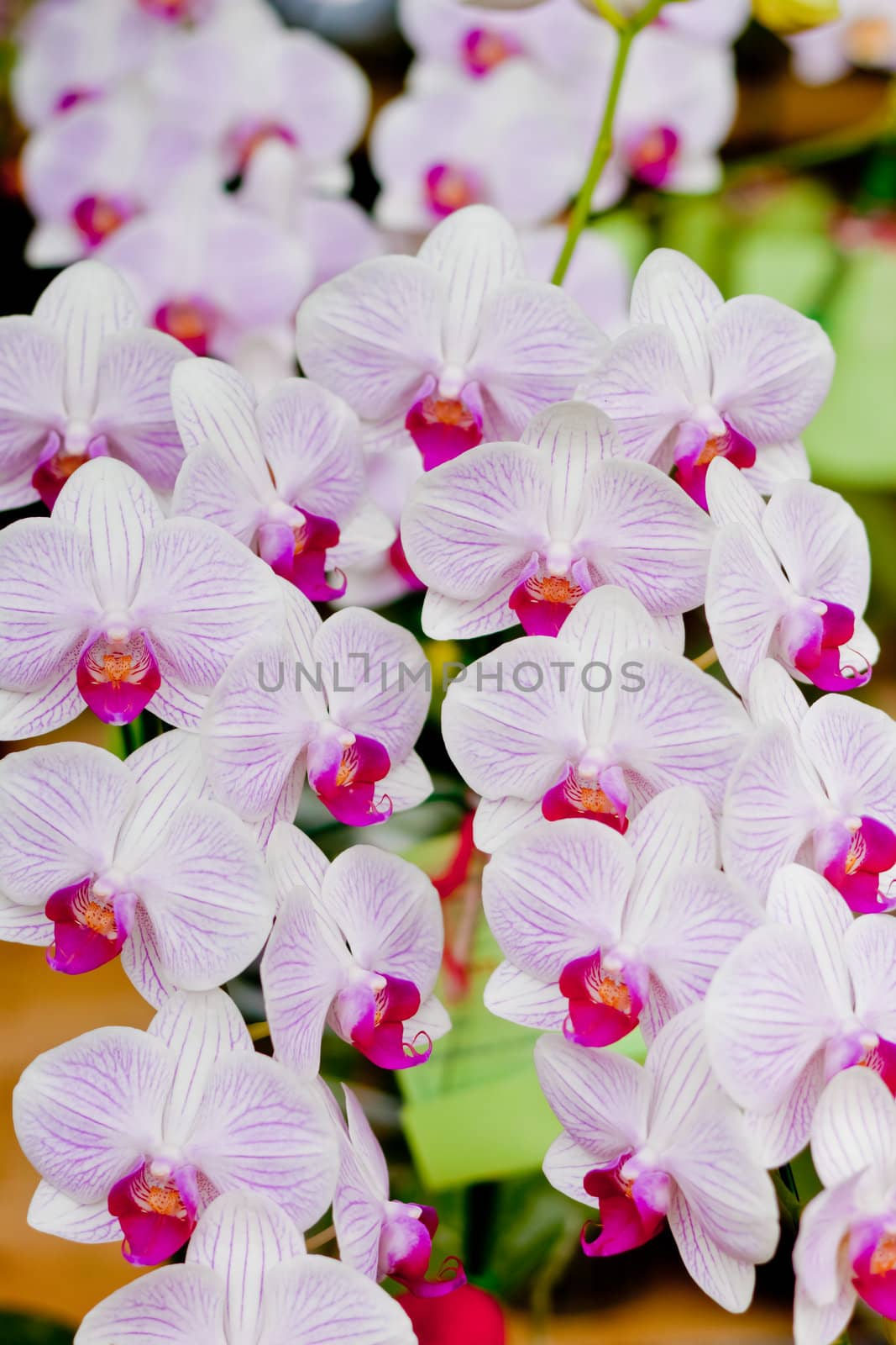 Beautiful orchid