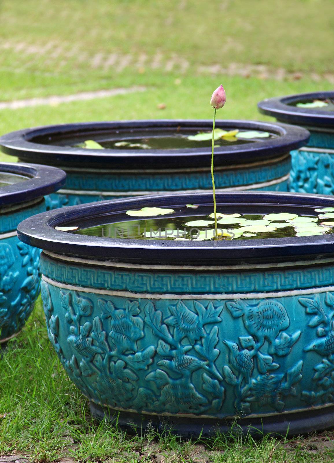 Ornamental pot of lotus in a garden