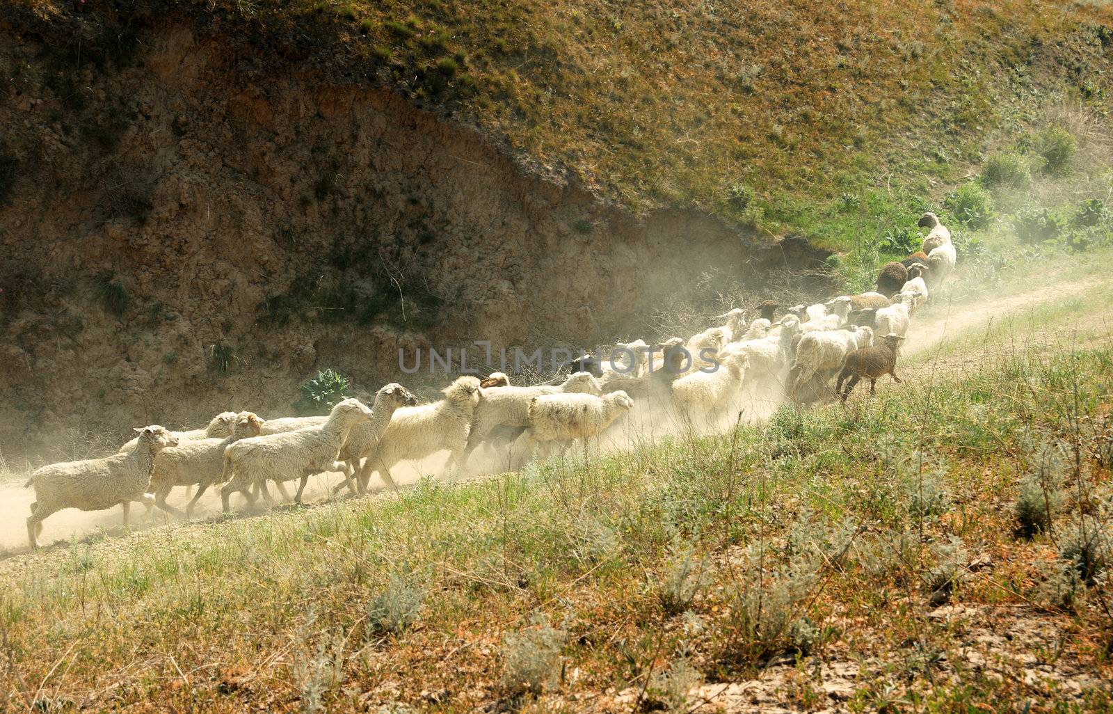 Numerous sheep walking in mountain area. Middle Asia. Natural light and colors