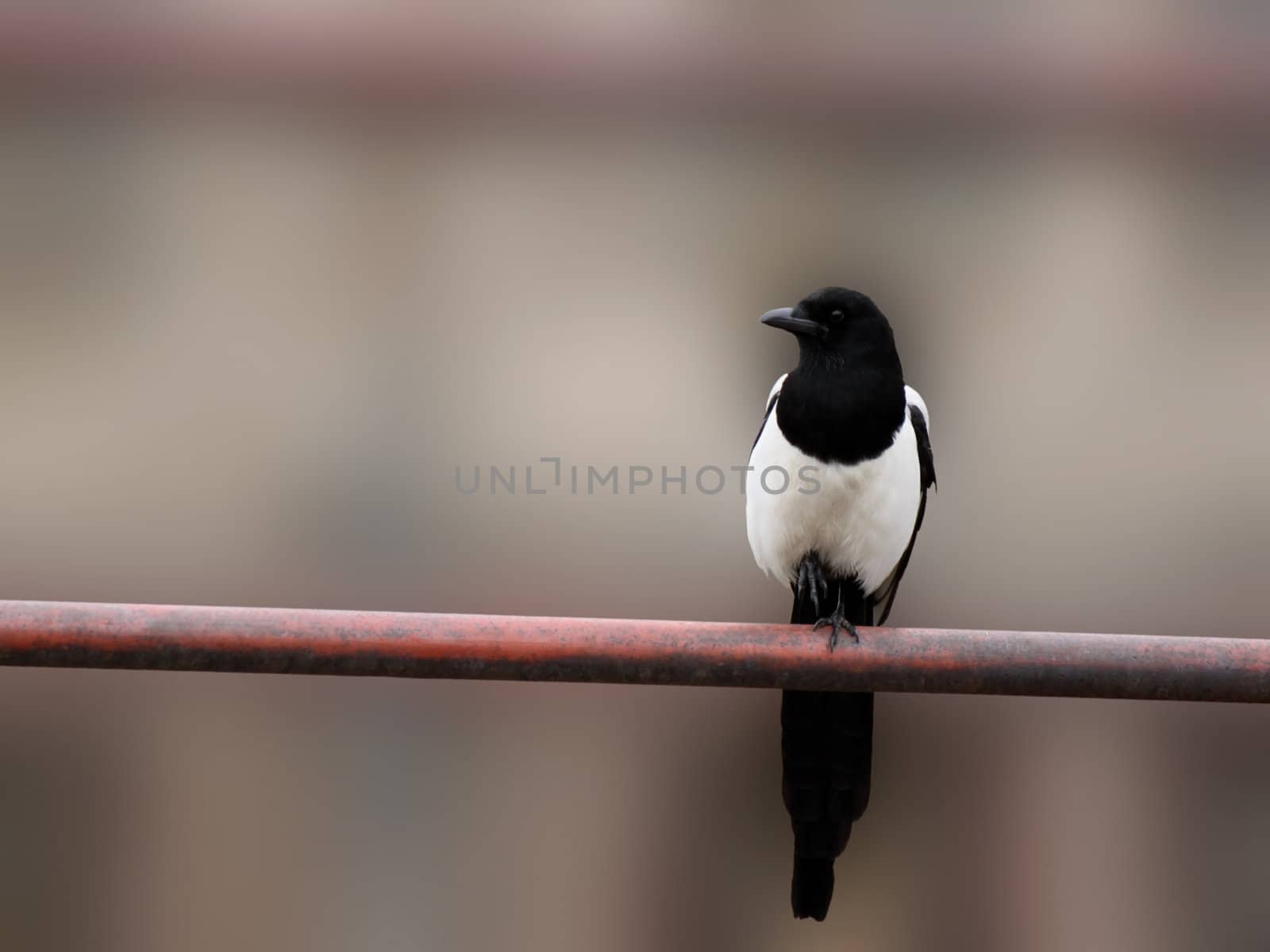 magpie sitting on red pipe
