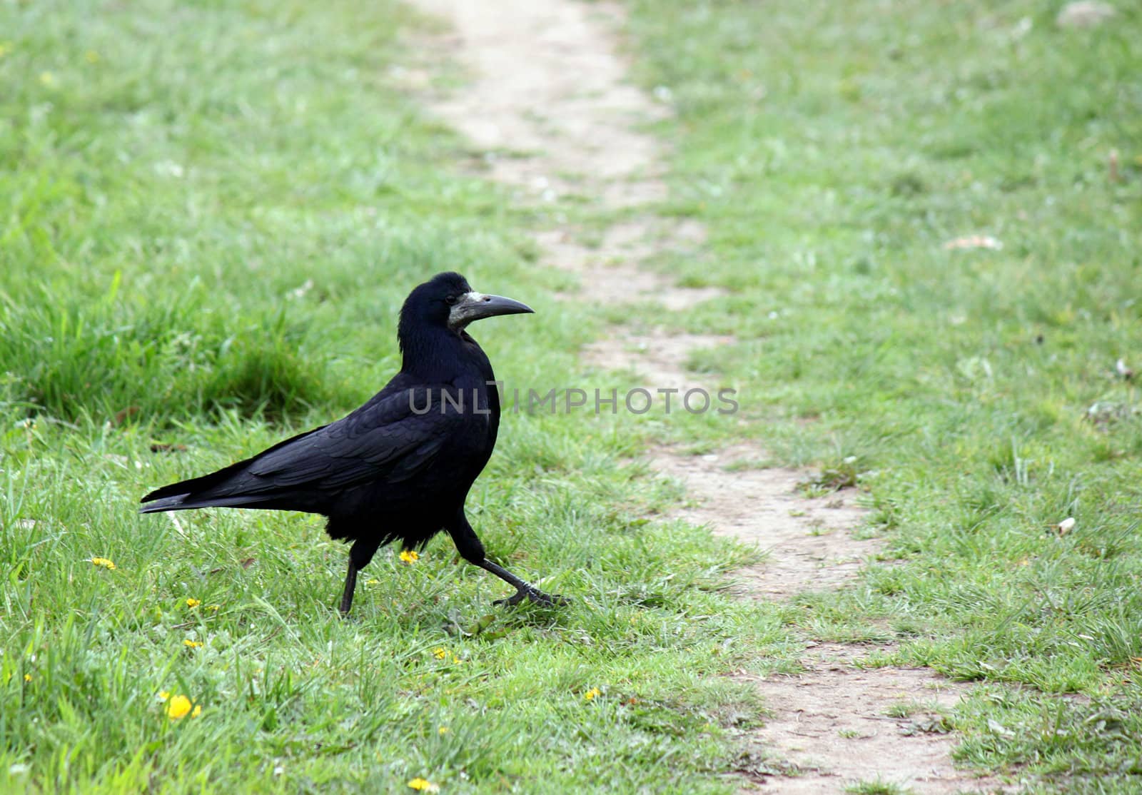 raven walking in grass by romantiche