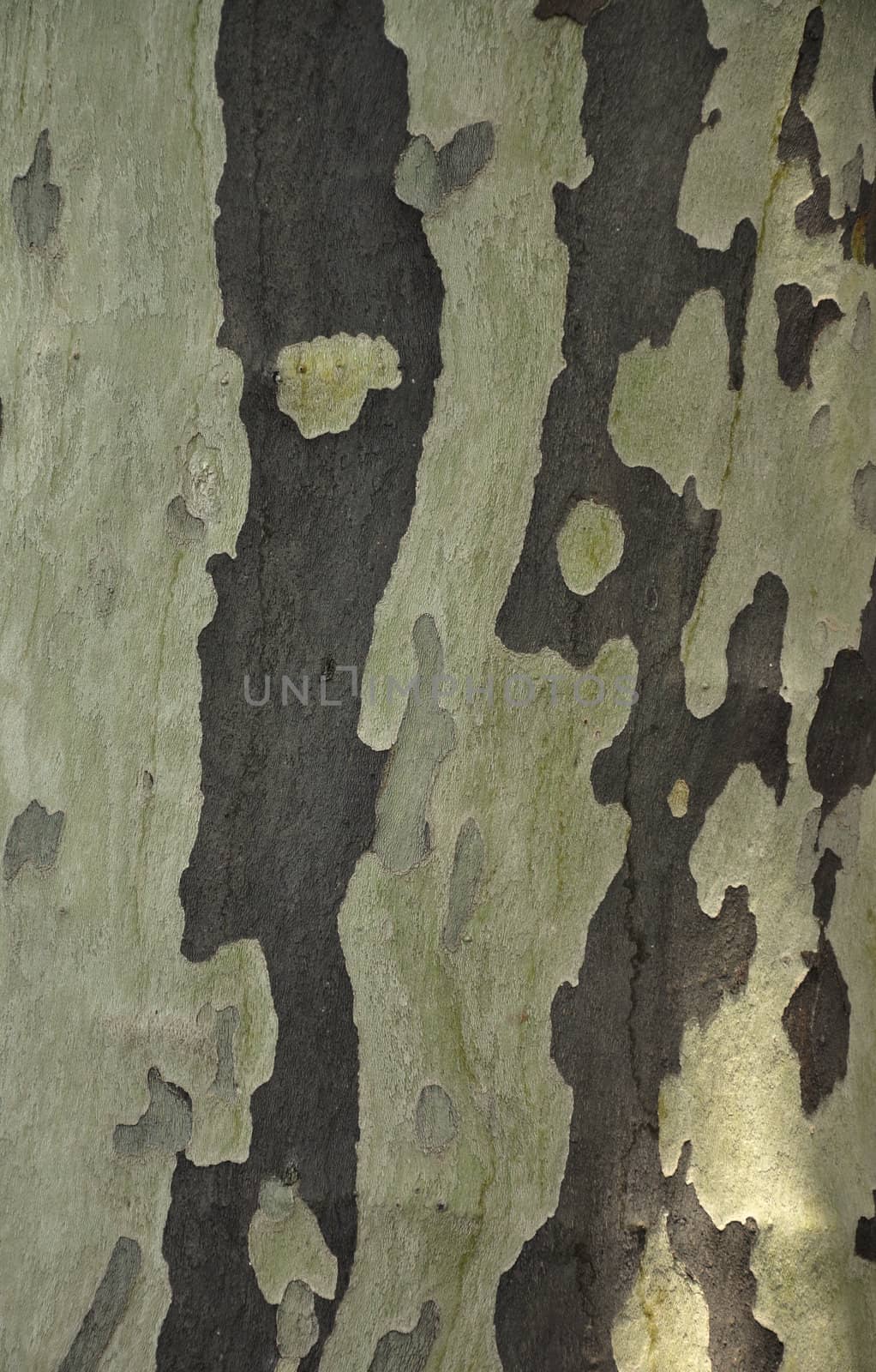 The Artistic Bark of a Tree
