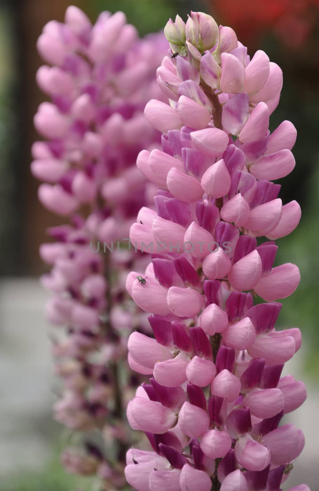 A beautiful bunch of pink lupines