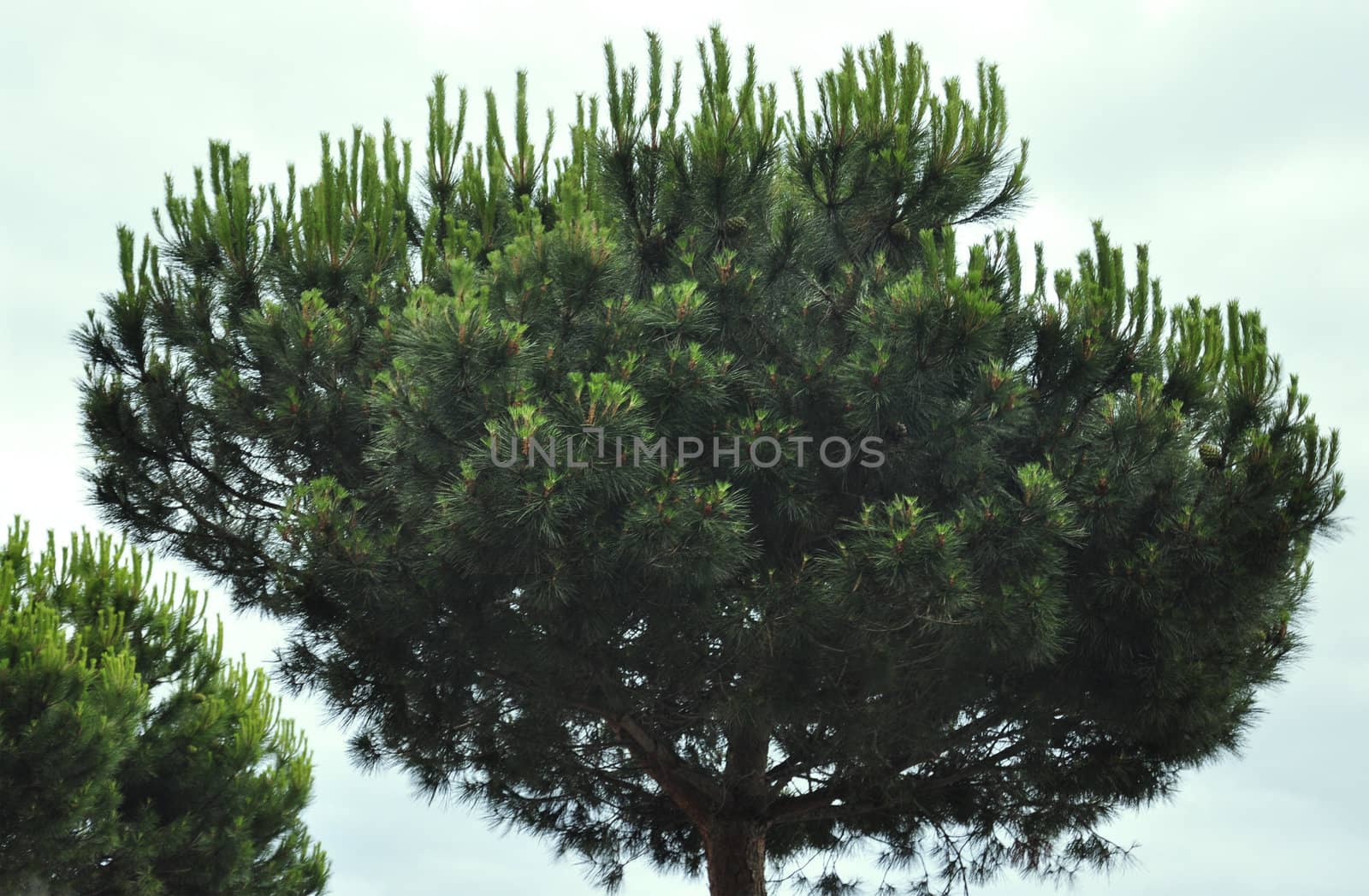 An Artistic Evergreen Pine Tree