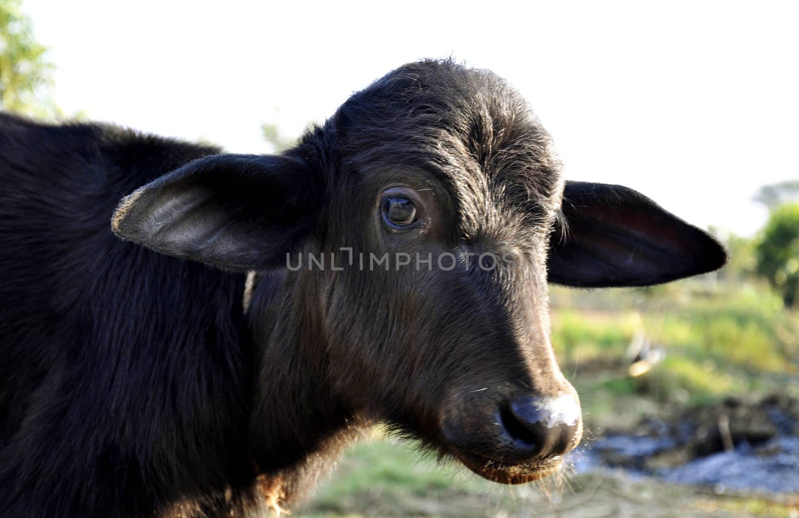 A calf at a dairy farm in India