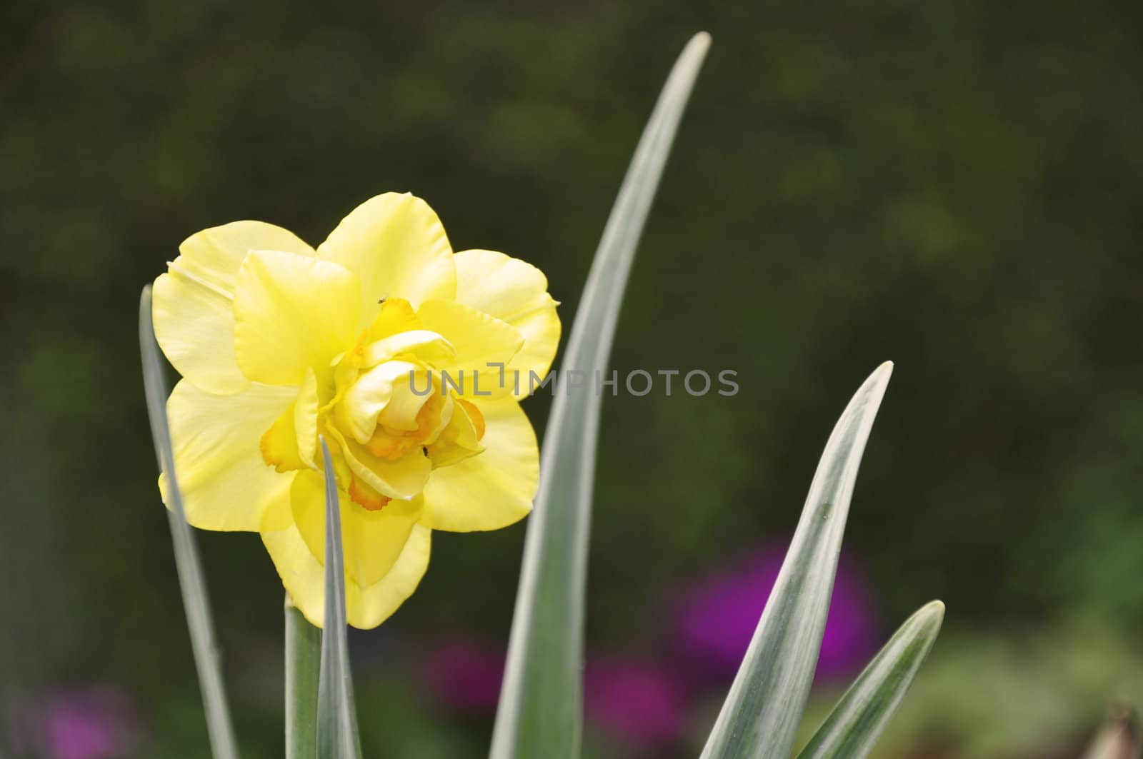A Beautiful Daffodil in Spring