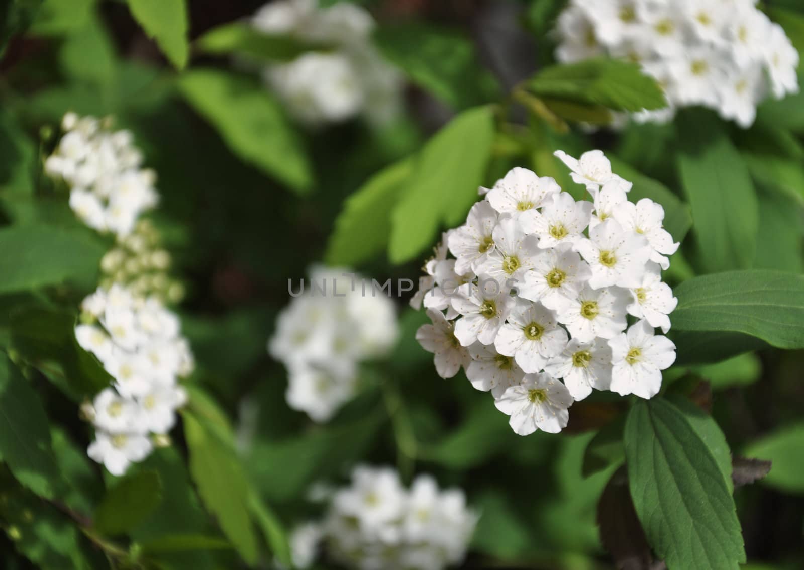 Beautiful white flowers blooming in early spring
