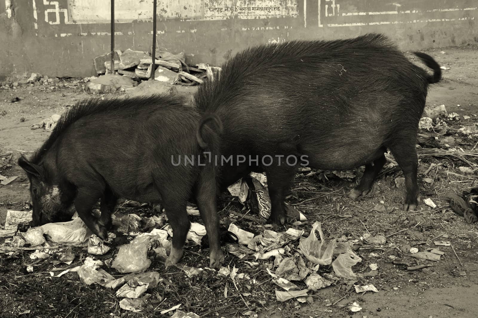 Pigs on the streets of India by kdreams02