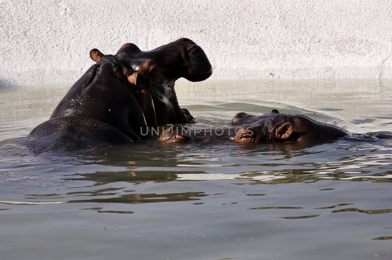 Hippopotamuses swimming on a sunny day