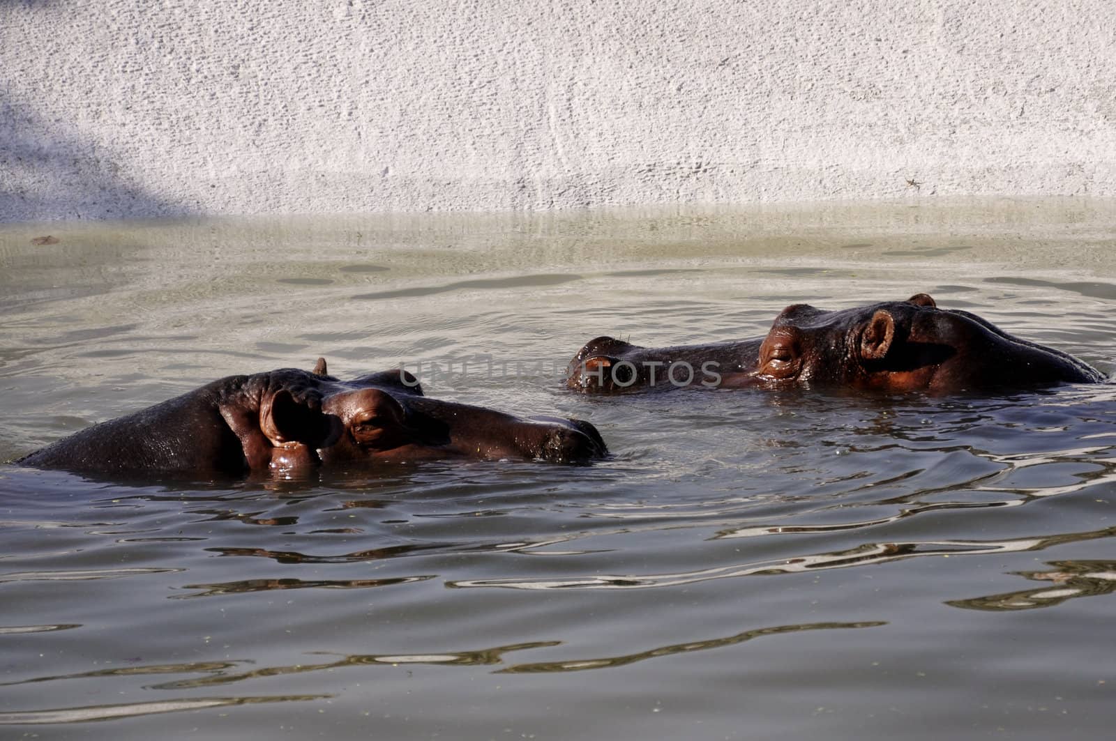 Hippopotamuses keeping themselves cool on a sunny day