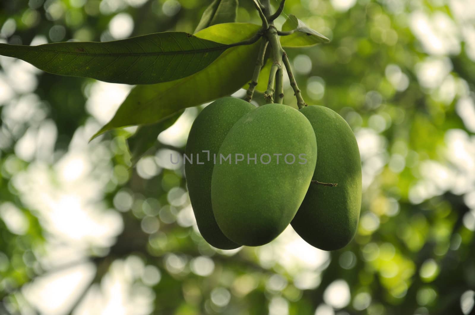 A Bunch of Mangoes growing on a tree in India