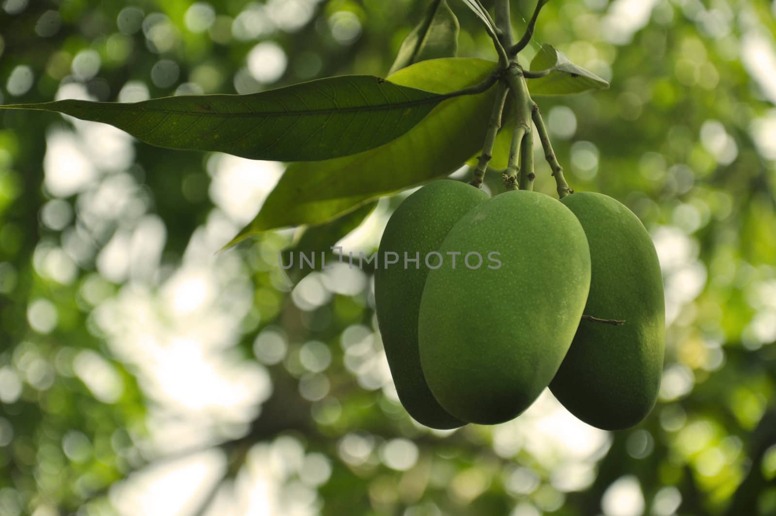 Indian Mangoes by kdreams02