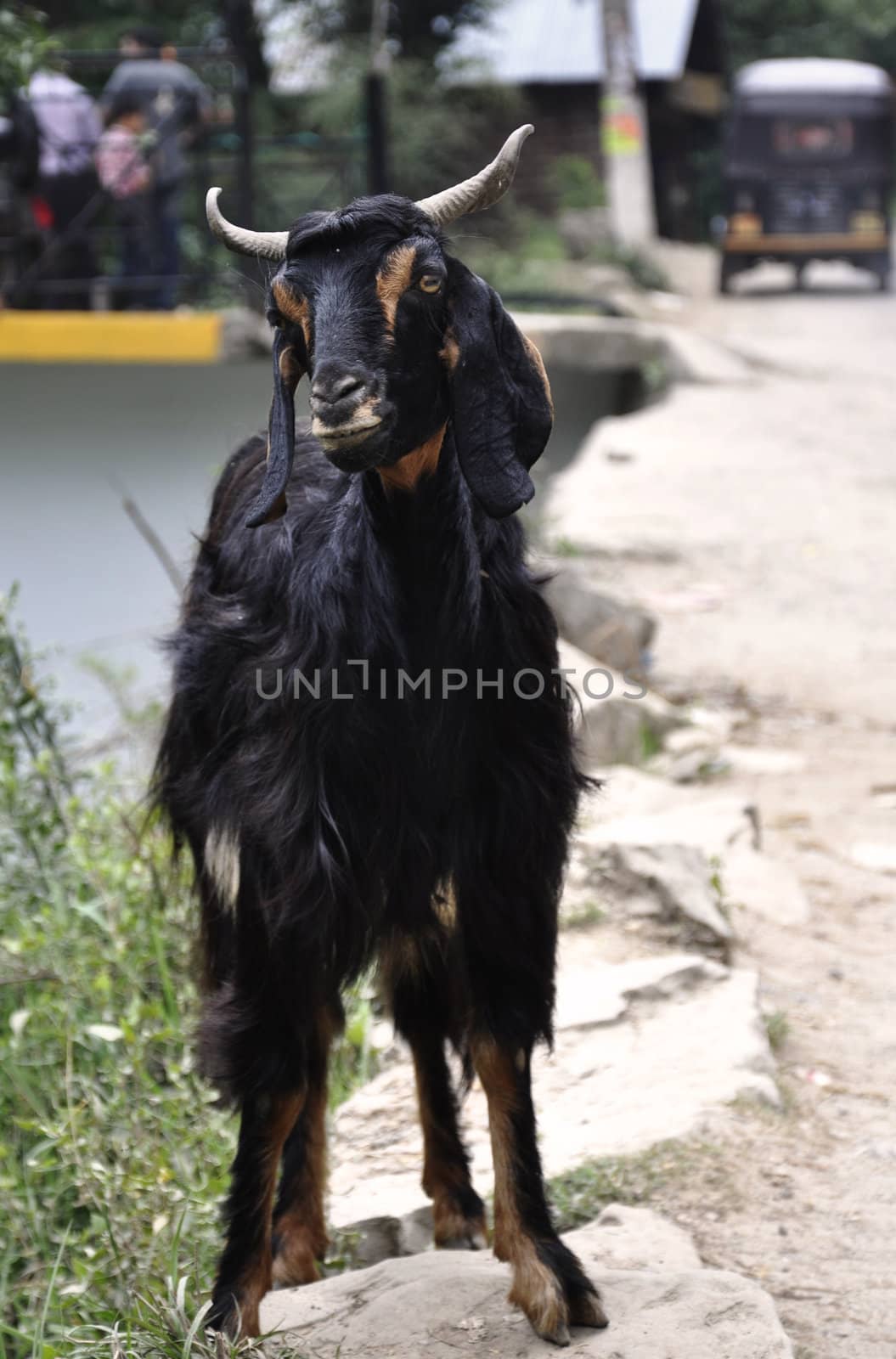 A Stray Goat Walking Down a Path by kdreams02