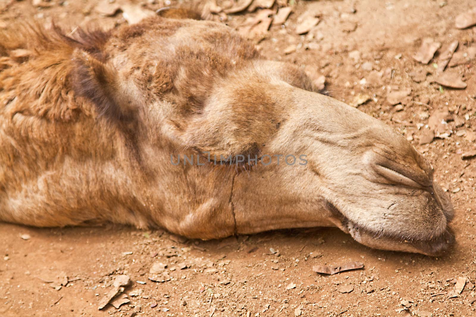 A closeup shot of a sleepy camel's head