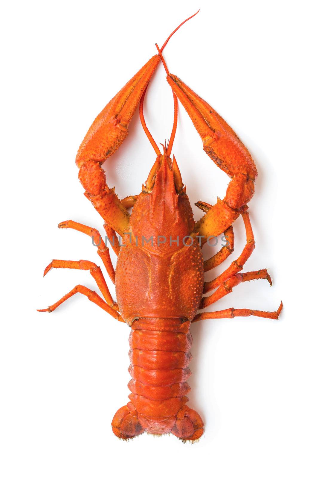 the red lobster on a white background