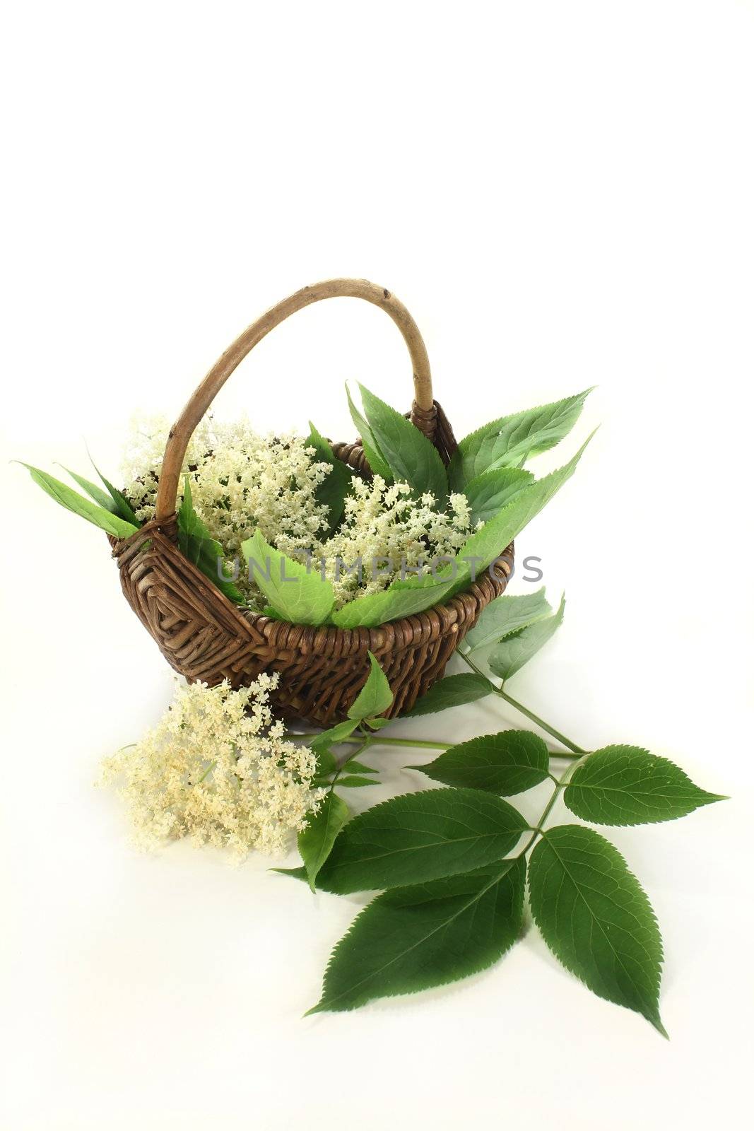 Elderberry flowers and leaves on white background
