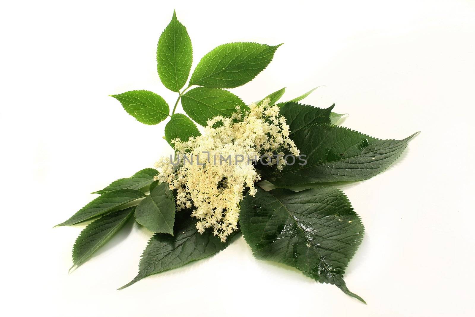 Elderberry flowers and leaves on white background