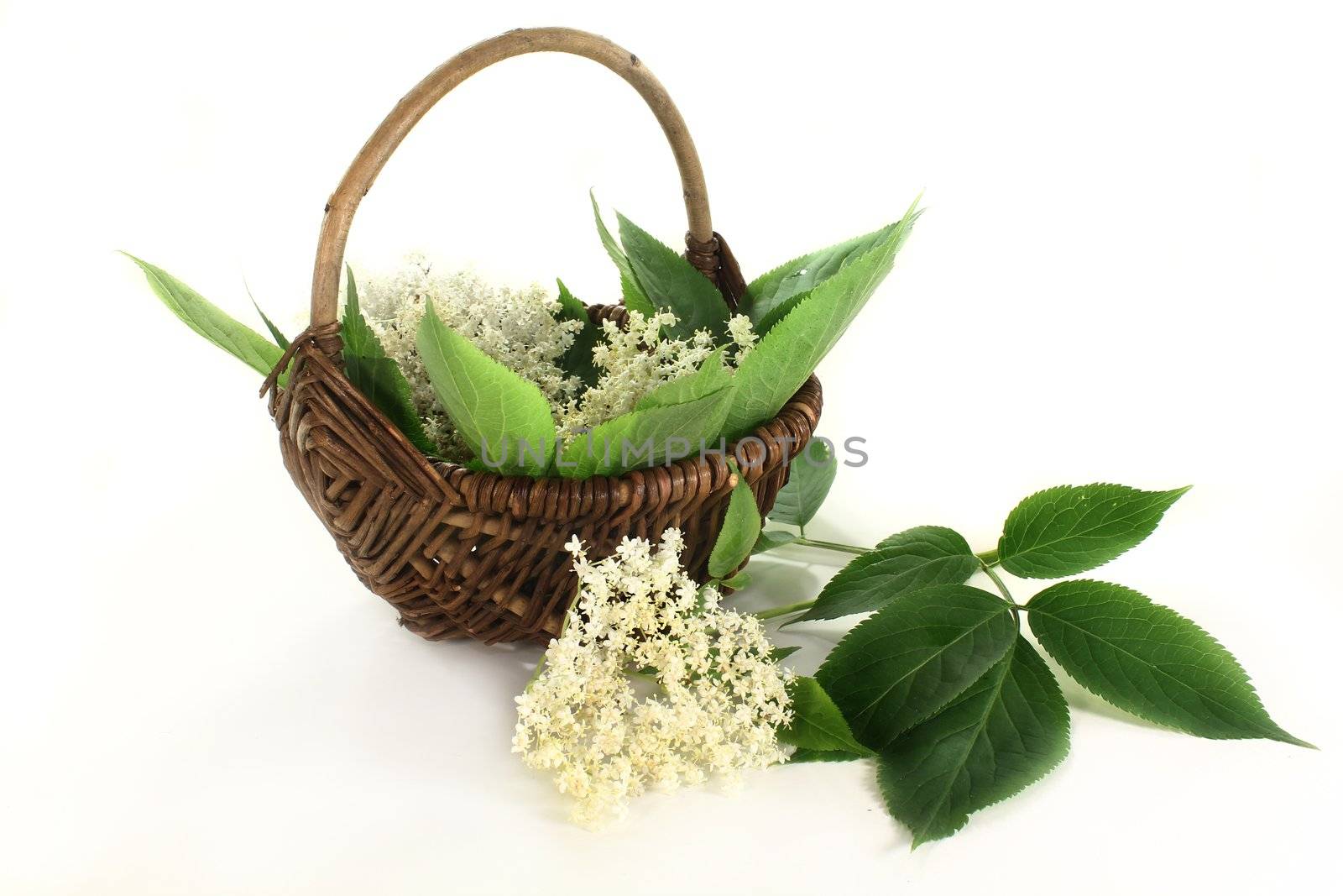 Elderberry flowers and leaves on white background