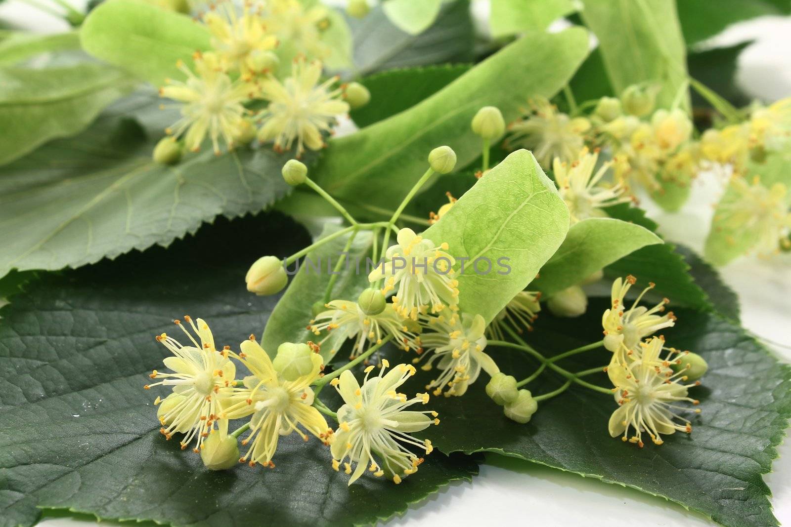 Linden blossoms and leaves on a light background