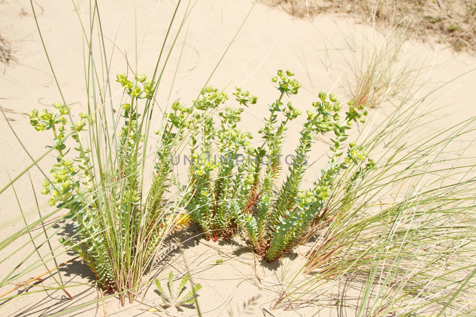 The sea spurge, Euphorbia paralias, growing amongst grasses on a sand dune.