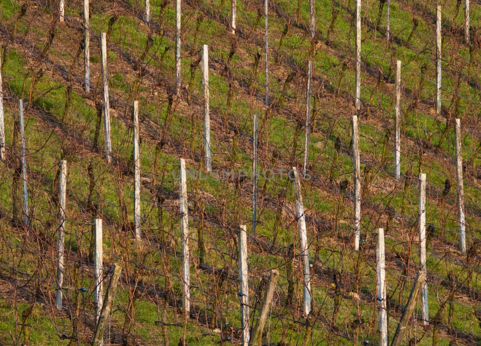 Wine fields in the German countryside during winter