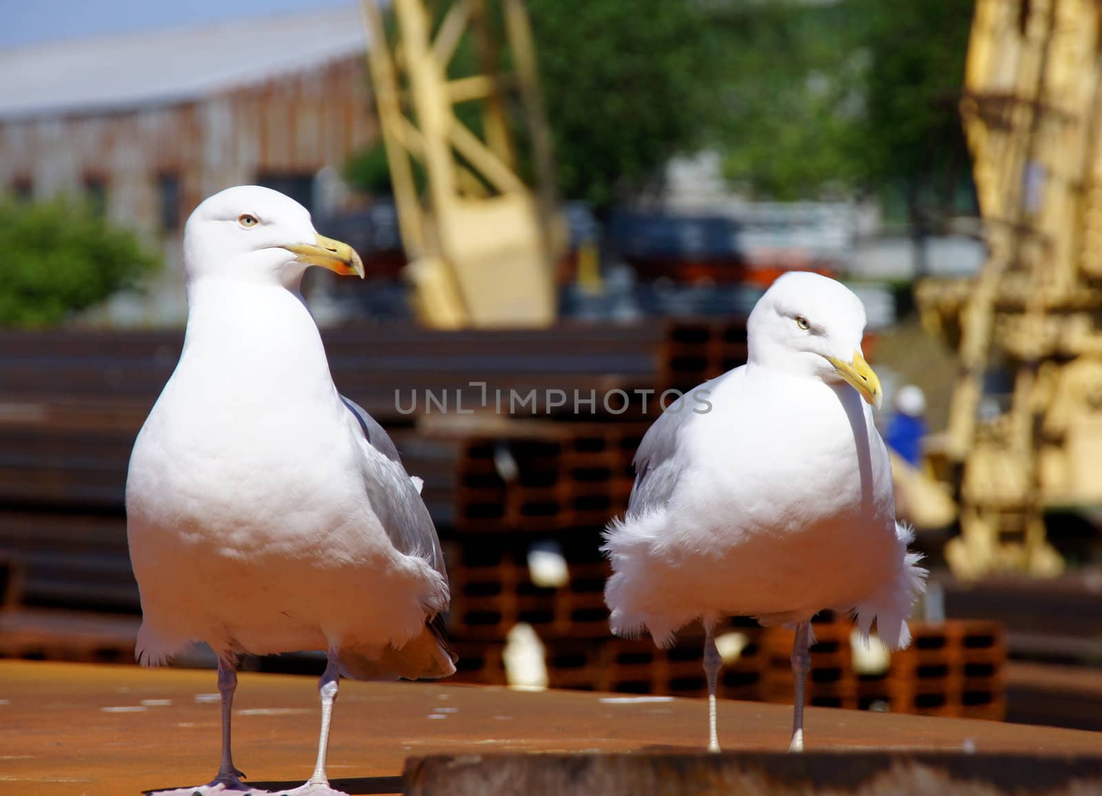 Two seagulls sit is close to each other