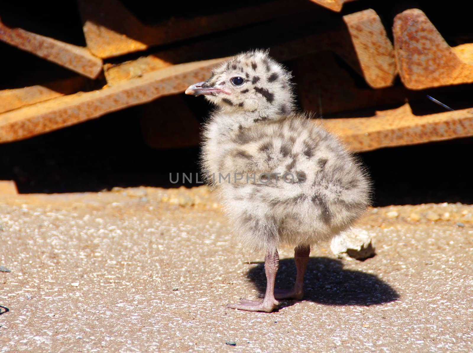 The nestling of the seagul by andrei_kolyvanov