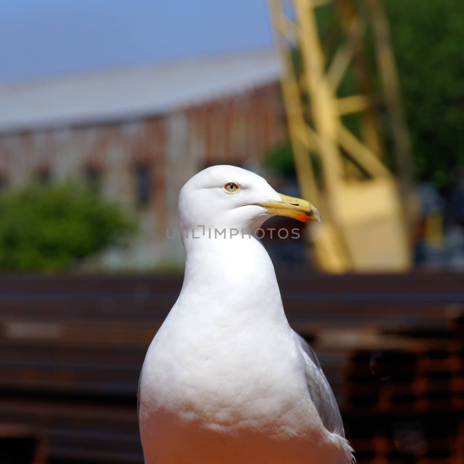 Seagull  by andrei_kolyvanov