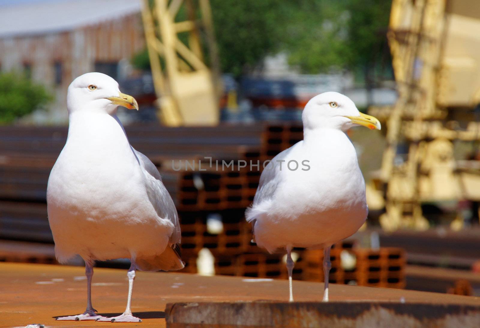 Two seagulls look in one direction 