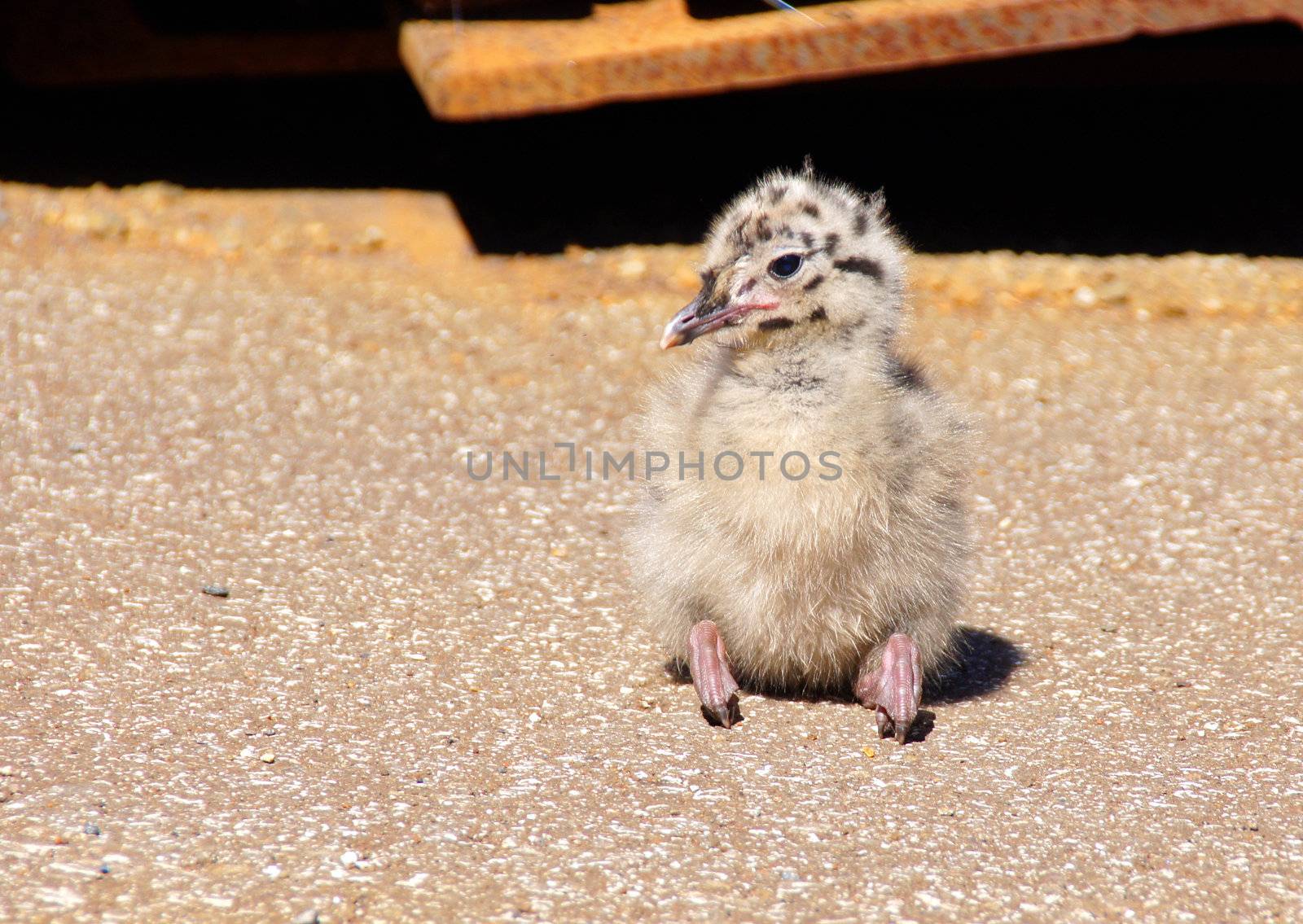 The nestling sits on the ground having drawn in paws