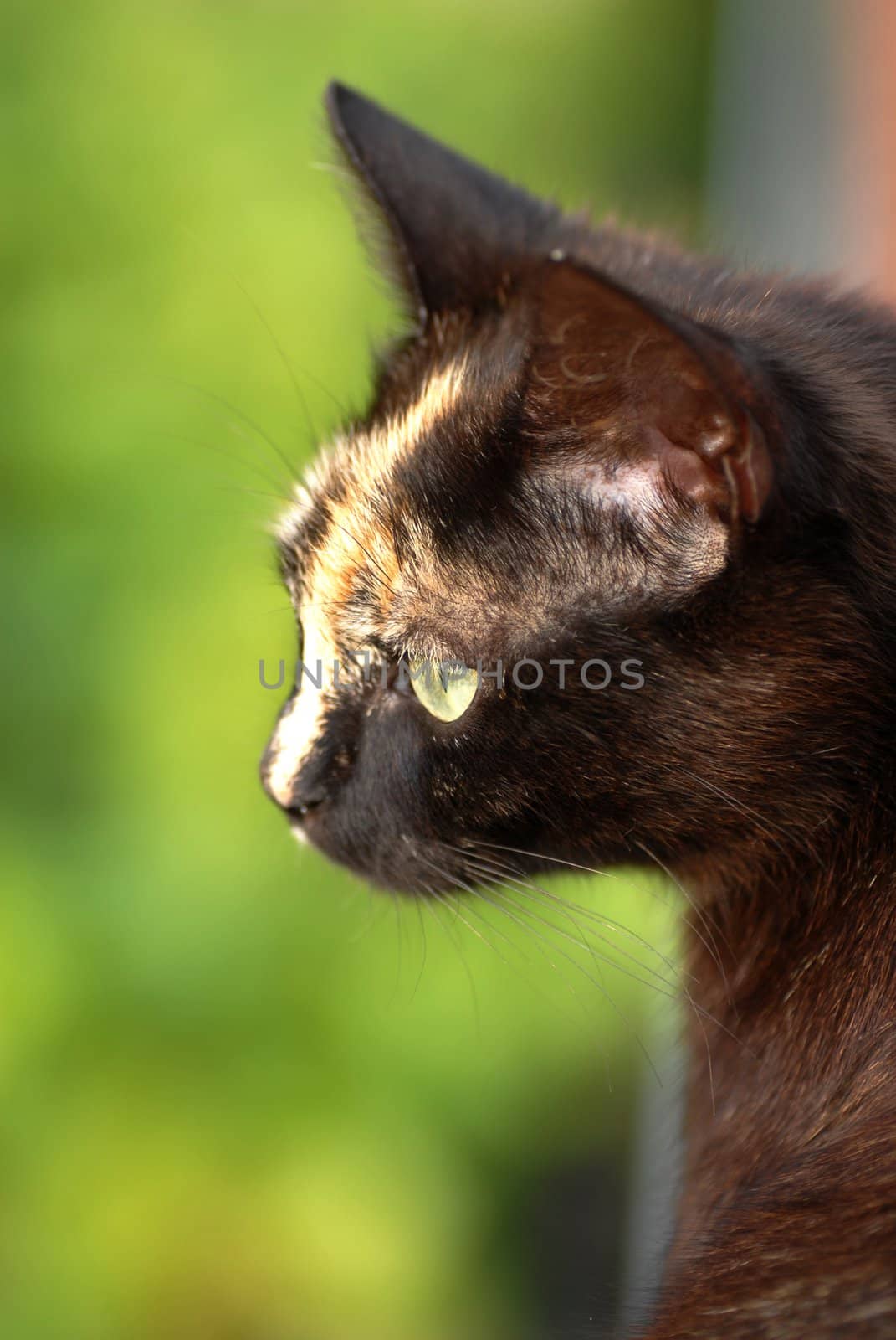 Black cat portrait by simply