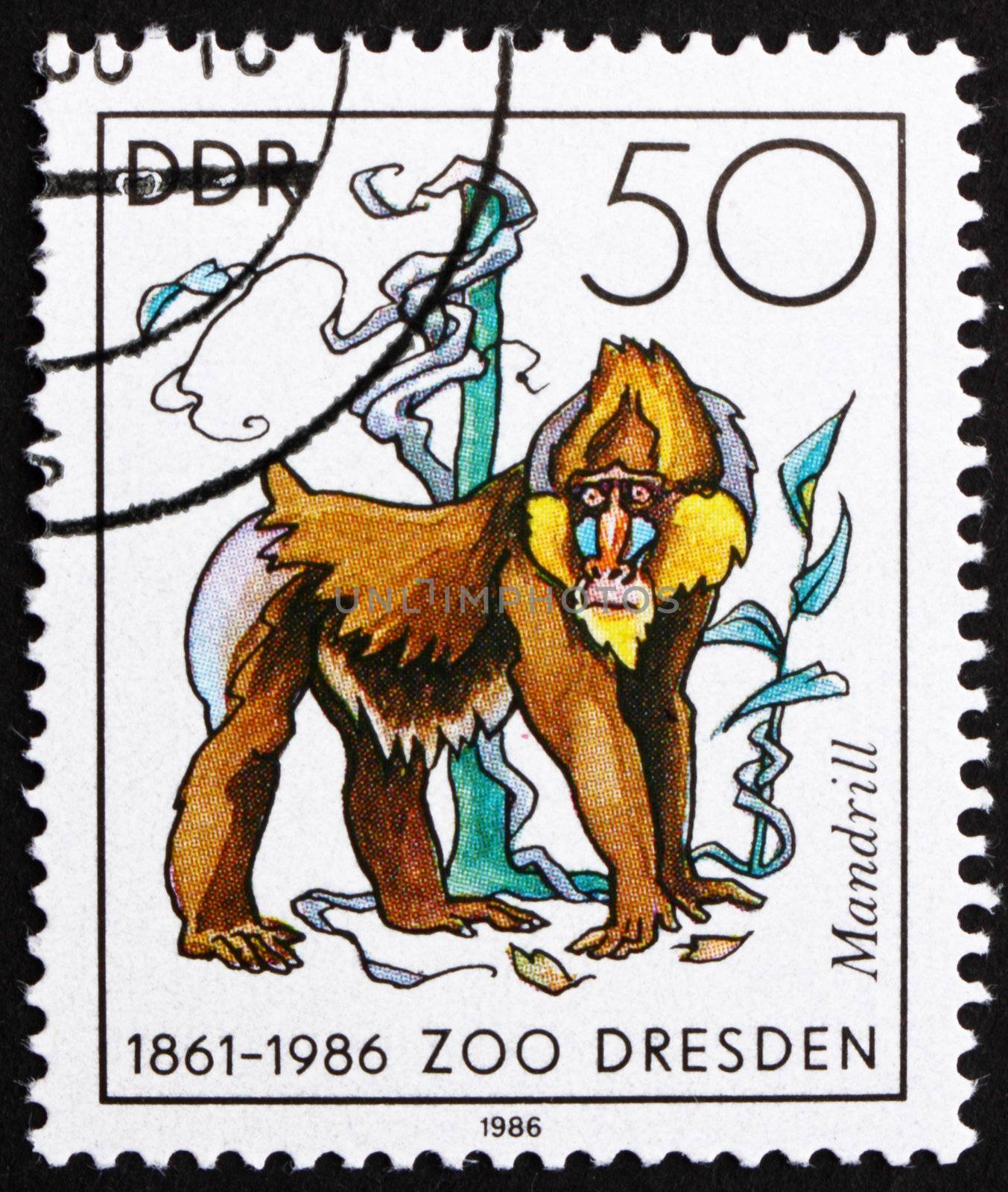 GDR - CIRCA 1986: a stamp printed in GDR shows Mandrill Monkey, Mandrillus Sphinx, 125th Anniversary of Dresden ZOO, circa 1986
