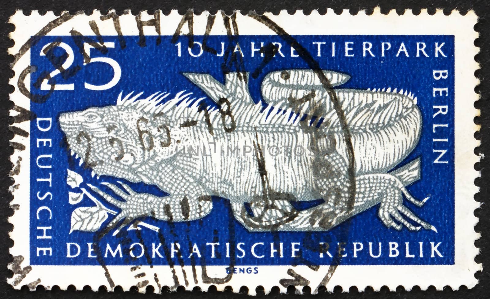 GDR - CIRCA 1965: a stamp printed in GDR shows Common Iguana, 10th Anniversary of Berlin ZOO, circa 1965