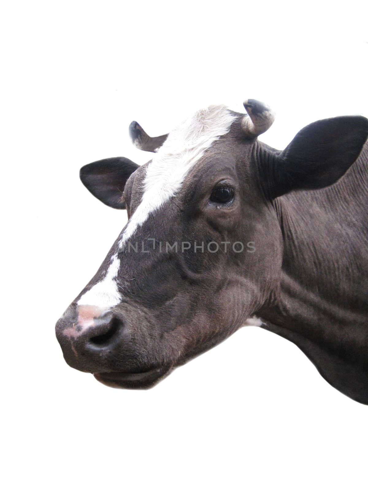Black-and-white cow on the white background by alexmak