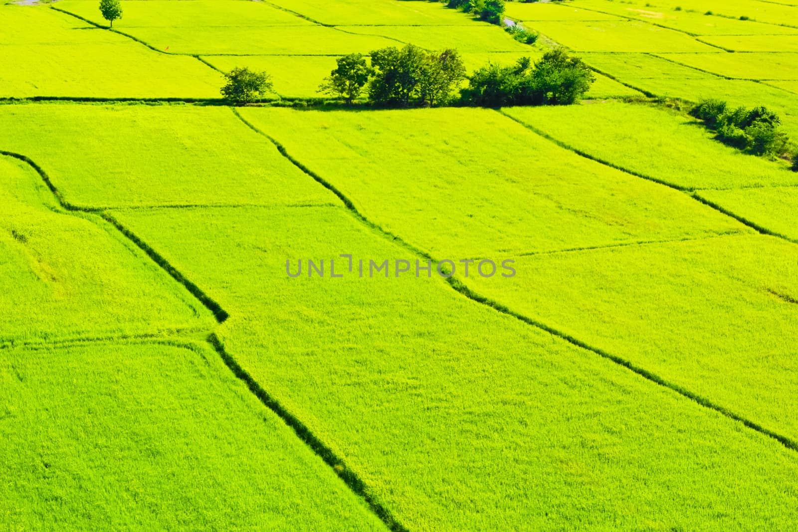 green field background by coleorhiza