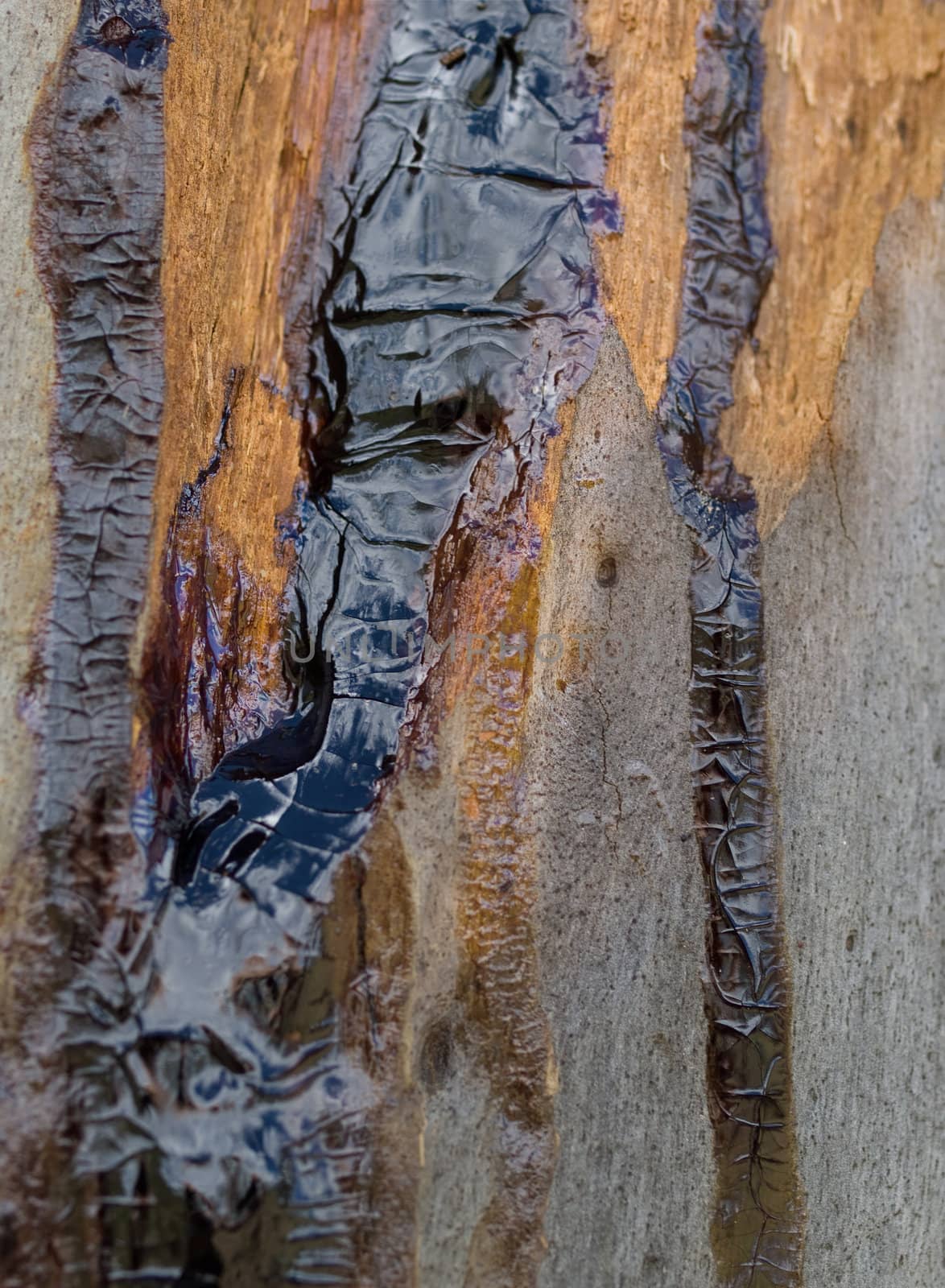 texture background kino gum oozed from injured eucalyptus tree
